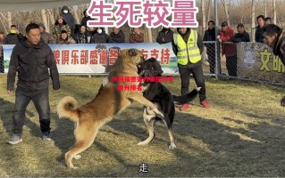 德信体育-沃特福德实力碾压对手，提升排名